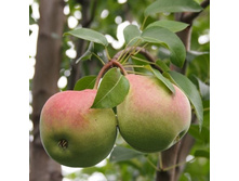 ����� ���������.jpg