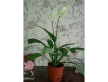 20150723 113304.jpg