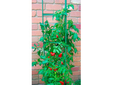 ����� ��� ������ � ������ ������� 240 ���. ��.