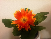 IMG 20160422 193311.jpg