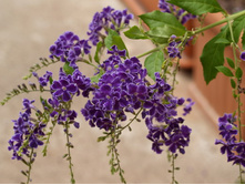 �������  ���������� � ����� ������- ������ �������� ....