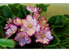 ������ ��-������.jpg