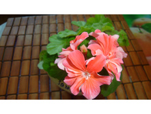 Sarash Hant(����)