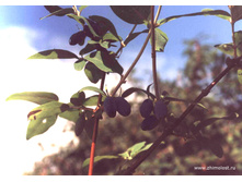 ��������� �������