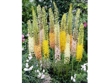 133,4���. ����� (eremurus) ������� ������� �����(�������� ���� �� 1 ��., ����������� ����� 1��.).jpg