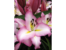 34,3���. ����� �����(��� 5 ��. ���������� ������ 2 ��� 3 ��.).jpg