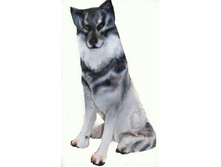 ���� �������