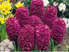 ������� �������.jpg