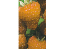 ������� ������.jpg