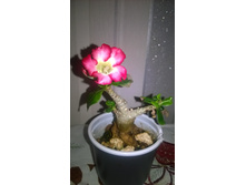 WP 20160520 19 52 58 Pro.jpg