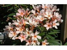 ������� ������ - 350- 400 ���.