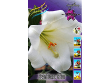 26,3���. ����� ���� ��(��� 7 ��. ���������� ������ 3 ��� 4 ��.).jpg