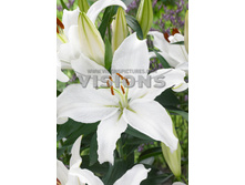 29,8���. ����� ����� ��������(��� 5 ��. ���������� ������ 2 ��� 3 ��.)���16.jpg