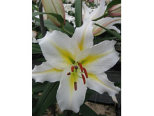 ����� ������ ����.jpg