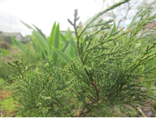 ����� 020.jpg