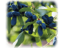 ������� ��������  160� 1��