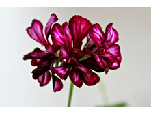 ���������� P�� Mexica Tomcat.jpg