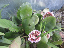 ����� 013.jpg