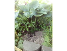 IMG 20160528 154906.jpg