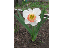 ���� ����