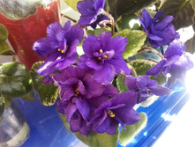 IMG 20160528 144523.jpg