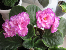 �������� ��������