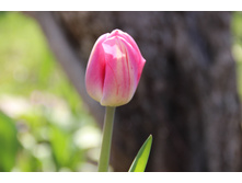 ������� ������� (�ϣ ����)