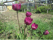 ����� 009.jpg