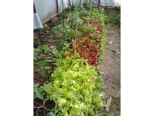 IMG 20160515 084503.jpg