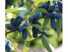 ��������� �������������