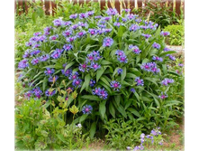 ������� ����������� ���� 70��� � ������� 15��.jpg