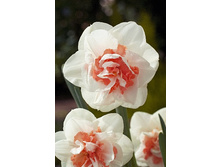 51,98���. ������� ���� �������(�������� ���� �� 5 ��., ����������� ����� 1��.).jpg