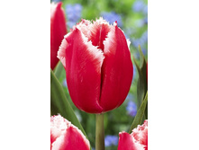 16,62���. ������� �������(��� 10 ��. ���������� ������ 5��.).jpg