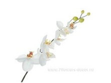 4027234235486 ������ ������������� ����������, 78 �� 24 271,4.jpg