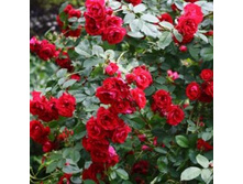 ���� ��������� ����������.jpg