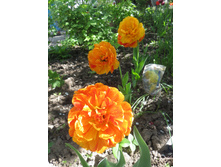 ������ �����! �� ���������������!