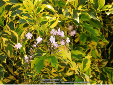 �������� Duranta erecta "Golden Edge"- ������ �������� .....