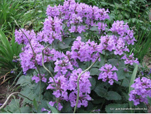 ������� 60���.jpg