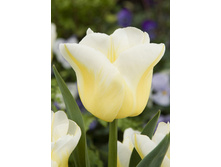 17,93���. ������� ������� ������(��� 10 ��. ���������� ������ 5��.)���16.jpg