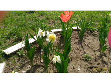 P 20160507 112805 p.jpg