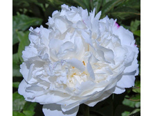 White Sarah Bernhardt - 7,28