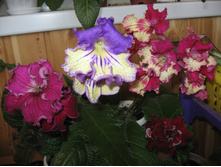 ��������������