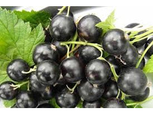 ���������� ��������.jpg