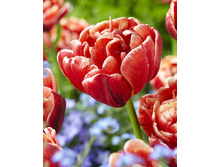 19,43���. ������� �����(��� 10 ��. ���������� ������ 5��.)���15.jpg