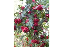 ������ ���� �������