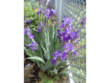 IMG 20160528 121318.jpg