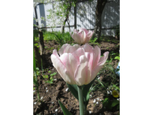 ������ ����� �� �������� � ������.