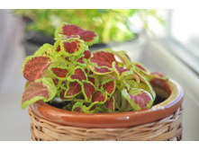 Coleus WIZARD SCARLET