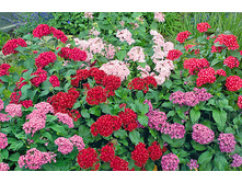 ������� .......