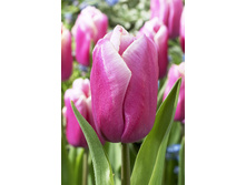 14,19���. ������� ������� �����(���������� ������ ������ ���������� �� 10 ��.)���16.jpg